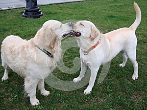 Two dogs retriever and labrador play on green grass