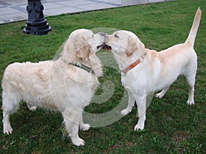 Two dogs retriever and labrador play on green grass