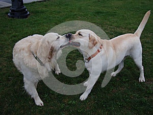 Two dogs retriever and labrador play on green grass