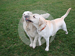 Two dogs retriever and labrador play on green grass