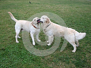 Two dogs retriever and labrador play on green grass