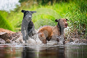 Two dogs romping in the water