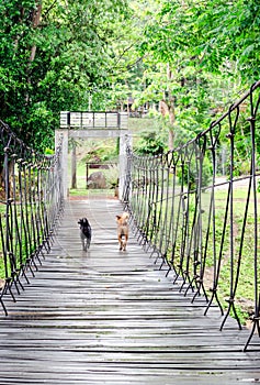 Two dogs run across the hanging wooden bridge