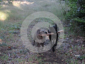 Two dogs run with their stick