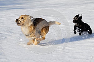 Two dogs running