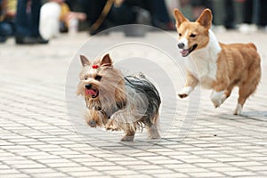 Two dogs running