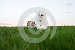 Two dogs are running across the lawn. Sheltie and Samoyed - Bjelker's friendship.