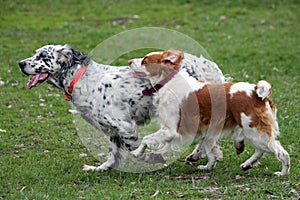 Two dogs running in a pack