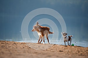 Two dogs running on the sandy shore of the lake