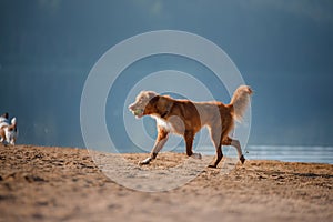 Two dogs running on the sandy shore of the lake