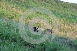 Two dogs running up to play on the mountain, green grass, nature, selective focus, dog happiness