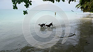 Two dogs running in the water