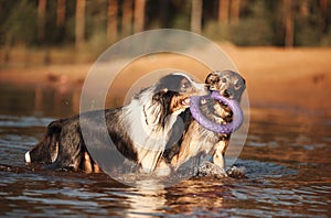 Two dogs s share a playful moment, tugging on a purple toy