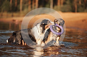 Two dogs s share a playful moment, tugging on a purple toy photo