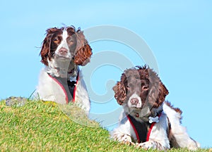 Two dogs search and rescue