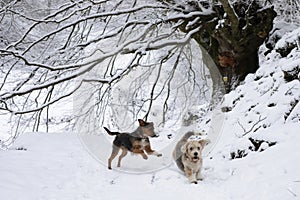 two dogs, senior beagle and junior bodeguero, running and playing very happy in the forest under a snowy beech tree in an idyllic