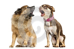 Two dogs shouting