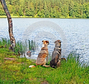 Two dogs sit on bank of lake
