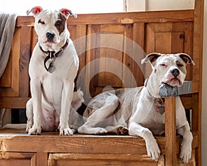 Two dogs sit on chewed up bench furniture