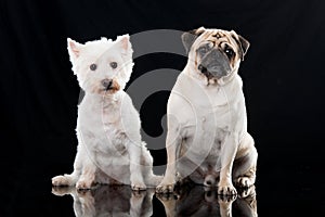 Two dogs sitting on black background