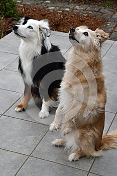 Two dogs sitting close to each other waiting for treats