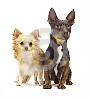 Two dogs sitting by each other looking cute