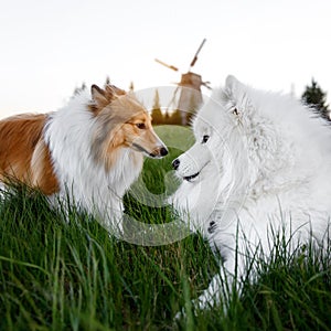 Two dogs are sitting on the lawn. Mill in the background. Sheltie and Samoyed - Bjelker's friendship.