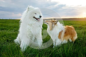 Two dogs are sitting on the lawn. Sheltie and Samoyed - Bjelker's friendship.