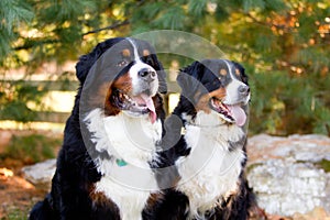 Two Dogs sitting looking forward