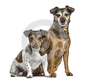 Two dogs sitting side by side, isolated