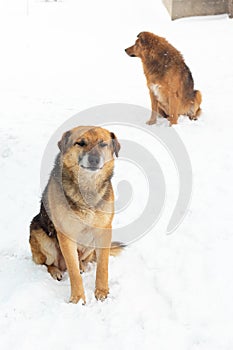 Two dogs sitting in the snow in winter and looking in different directions