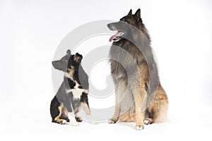 Two dogs sitting on white studio background