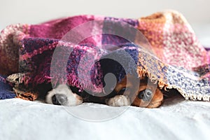 Two dogs sleepeing together under the blanket