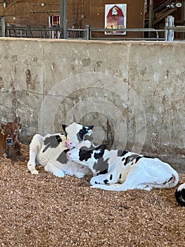 two dogs sleeping next to a pair of cows in an enclosed pen