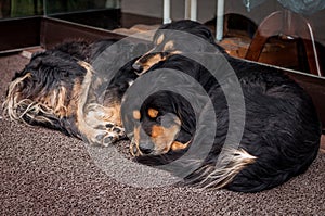 Two dogs sleeping of shop in Istanbul, Turkey