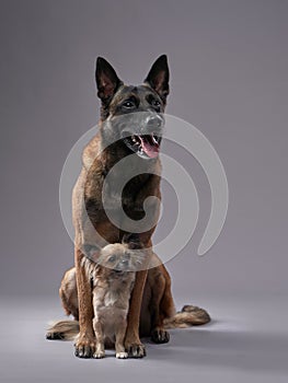 Two dogs, small and big, in the studio. Malinois and chihuahua on a gray background