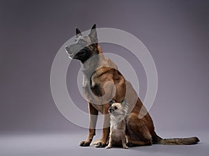 Two dogs, small and big, in the studio. Malinois and chihuahua on a gray background