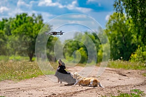 Two dogs of small breeds are playing outdoor. Green nature background. Ginger and black dog.