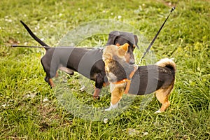 two dogs sniffing each other outside in greeting