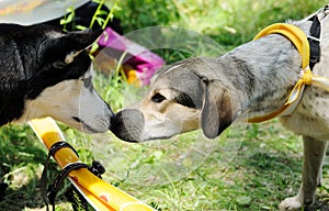 Two dogs sniffing each other warily