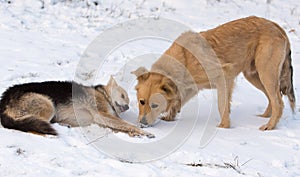 Two dogs in the snow in winter