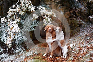 Two dogs in a snowy forest, sharing a tender moment