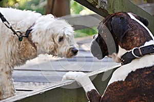Two dogs socializing meeting speaking dog language park playground