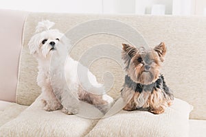 Two dogs on sofa