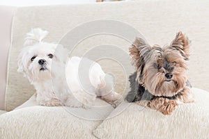 Two dogs on sofa