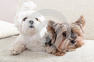 Two dogs on sofa