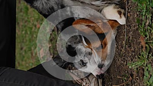 Two dogs in a spring park are playing lying under a bench, biting each other in a friendly way. Grey border collie puppy