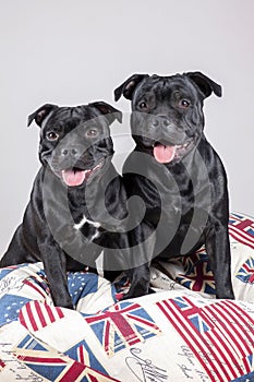 Two dogs of staffordshire bull terrier breed, black color, on gray background, sitting on big colofrul cushion.