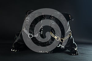 Two dogs of staffordshire bull terrier breed, black color, lying down on dark background and looking up.