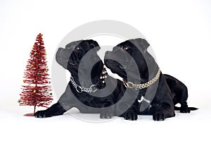 Two dogs of staffordshire bull terrier breed, black color, lying down on white background close to red toy new year tree.